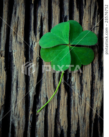 Clover leaves on shabby wooden background.  28576752