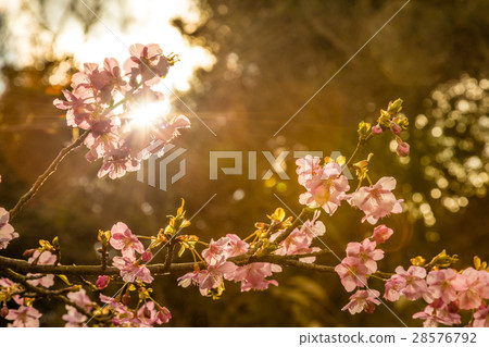 Sakura Aozora Satsuko Pass Suruga Bay Sunset backlight 28576792