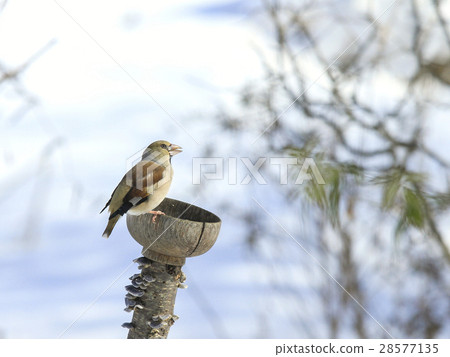 Feeder bird 1 28577135