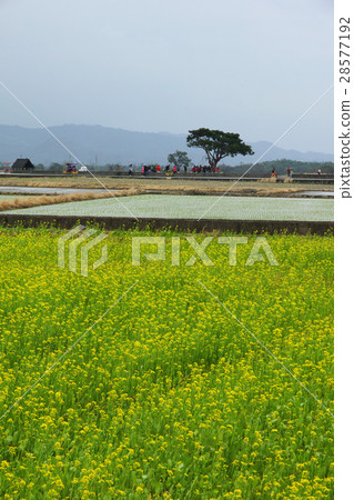 油菜花 油菜花 28577192
