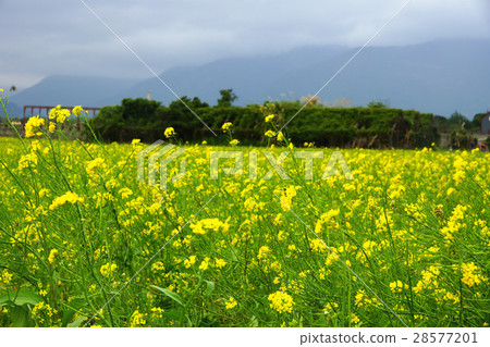 Rape flower 28577201