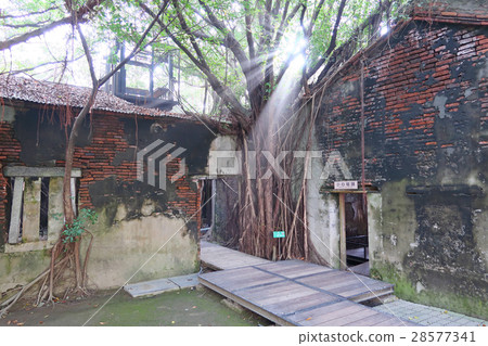 Anping tree store 28577341