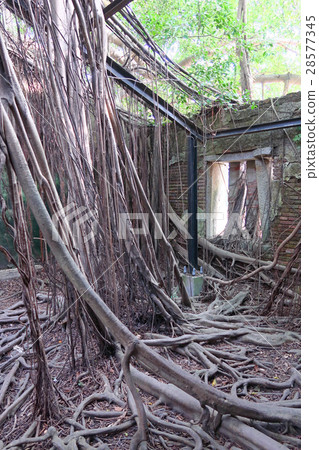 Anping tree store Anping tree store 28577345