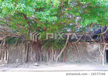 安平樹店 安平樹店 28577346