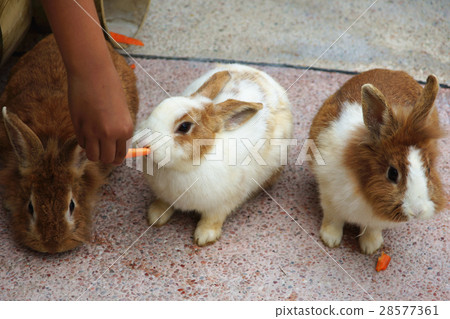 兔子 兔子 28577361
