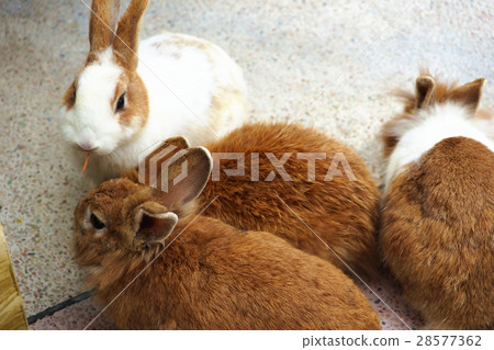 兔子 兔子 28577362