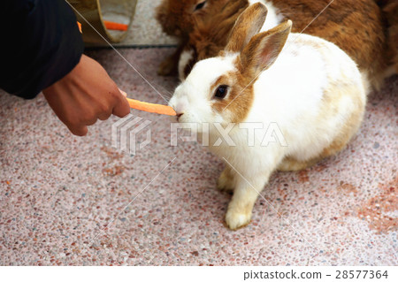 兔子 兔子 28577364