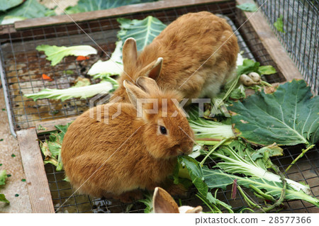 兔子 兔子 28577366