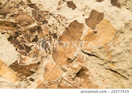 Leaf fossils in stone Leaf fossils in stone 28577419