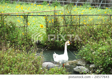 鵝 28577643