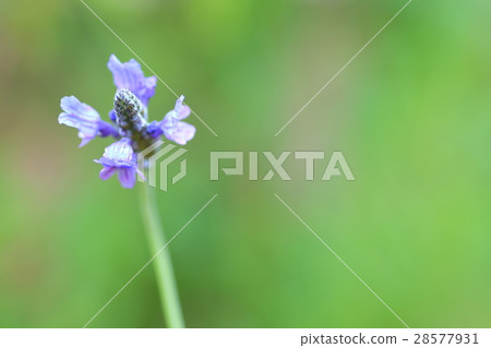 lavender lavender 28577931