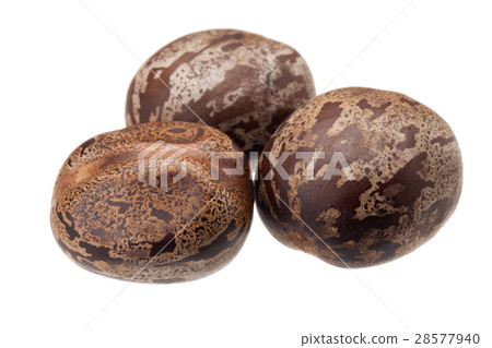 rubber seed 28577940