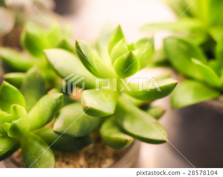 Succulent plants 28578104