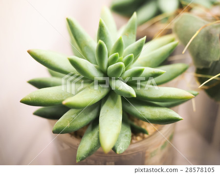 多汁植物 28578105