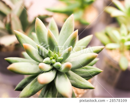 Succulent plants Succulent plants 28578109