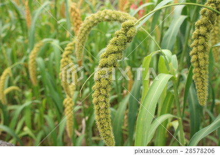 millet 28578206