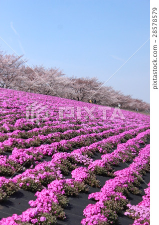 Arakawa Akabane cherry blossoms and cherry blossoms in full bloom of green spot Arakawa Akabane cherry blossoms and cherry blossoms in full bloom of green spot 28578579