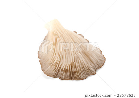 oyster mushroom oyster mushroom 28578625