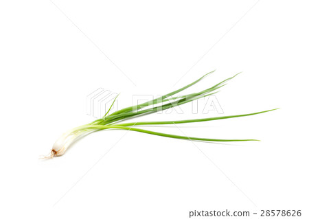 spring onion isolated spring onion isolated 28578626