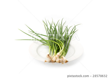 spring onion isolated 28578632