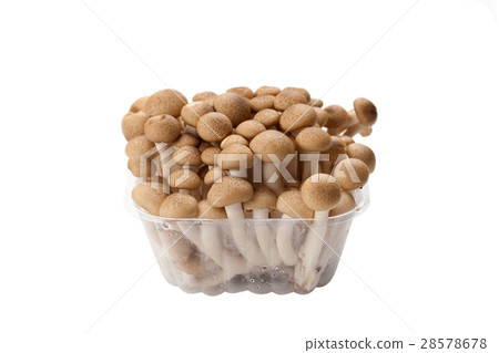 brown shimeji mushroom brown shimeji mushroom 28578678