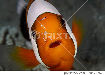 Touaka Anemonefish和Odori Casual Shrimp Touaka Anemonefish和Odori Casual Shrimp 28578762