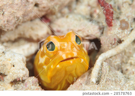 Yellow Joefish Yellow Joefish 28578763
