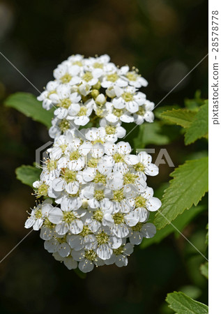 Kodemari (Otari) 28578778