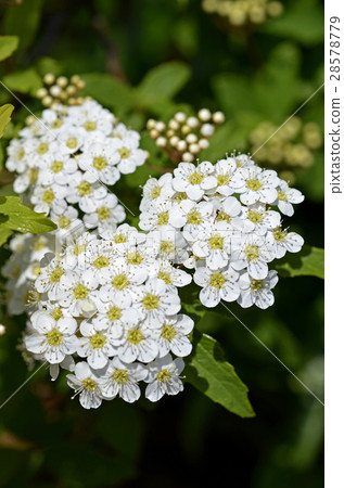 Kodemari (Otari) 28578779