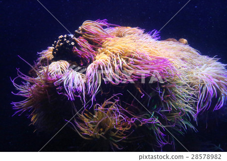 Amazing marine animals (anemonia, actinia) Amazing marine animals (anemonia, actinia) 28578982