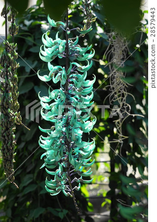 February Tropical plants Jade and legume 14 - Stock Photo