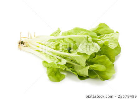 Chinese Cabbage 28579489