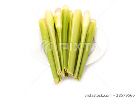 Zizania latifolia Zizania latifolia 28579560