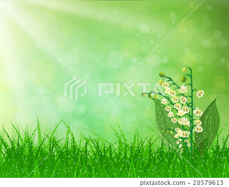 Spring landscape. flowers lily of the valley Spring landscape. flowers lily of the valley 28579613