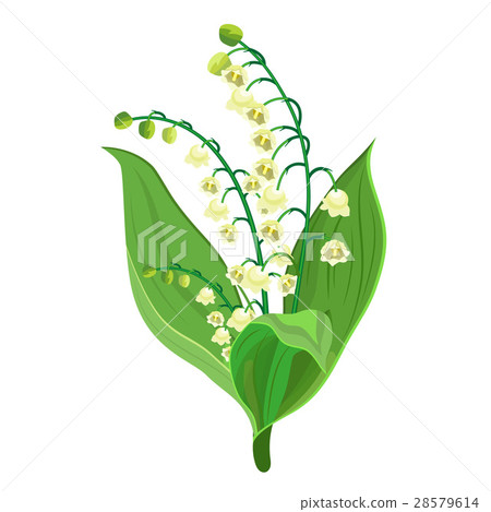 Lily Of The Valley Lily Of The Valley 28579614