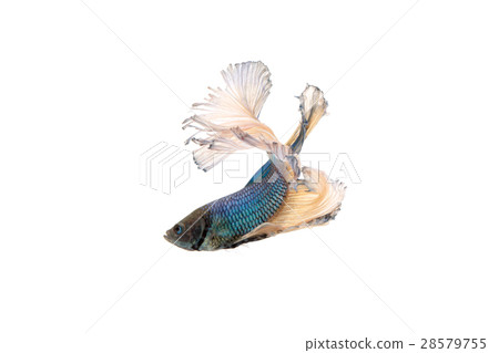 betta splendens betta splendens 28579755