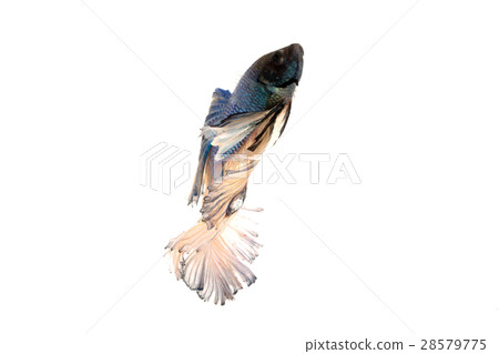 betta splendens betta splendens 28579775