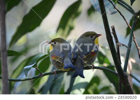 紅嘴相思鳥 28580020