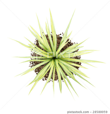 top view of yellow yucca plant isolated on white  28580059