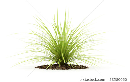 yucca plant isolated on white background 28580060