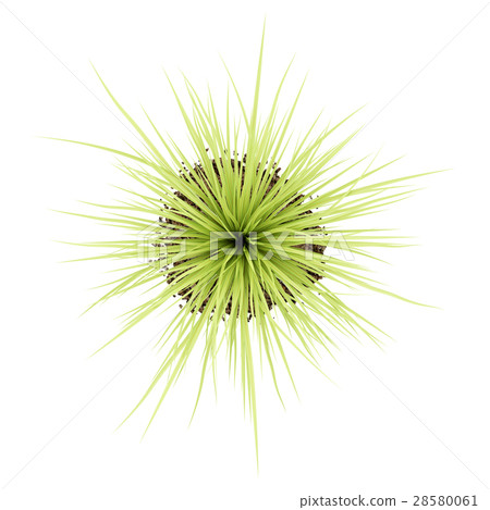 top view of yucca plant isolated on white  28580061