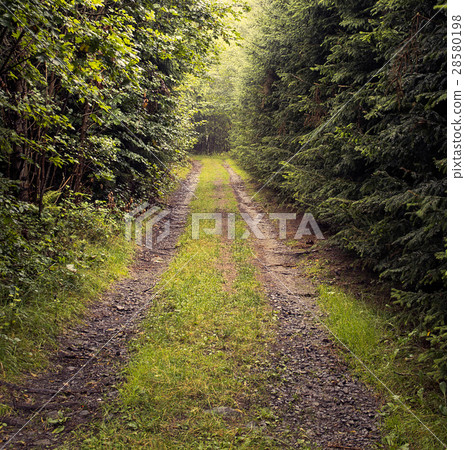 Beaten track through forest in warm tones Beaten track through forest in warm tones 28580198