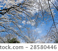 Cherry blossoms, blue sky and rape blossoms 28580446