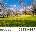 Cherry blossoms, blue sky and rape blossoms 28580447