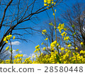 Cherry blossoms, blue sky and rape blossoms 28580448