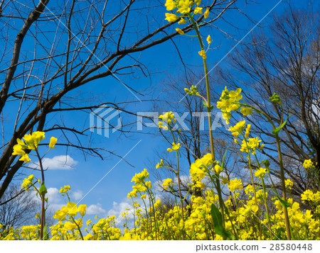 Cherry blossoms, blue sky and rape blossoms 28580448