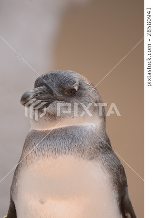 Cape Penguin 25 28580941