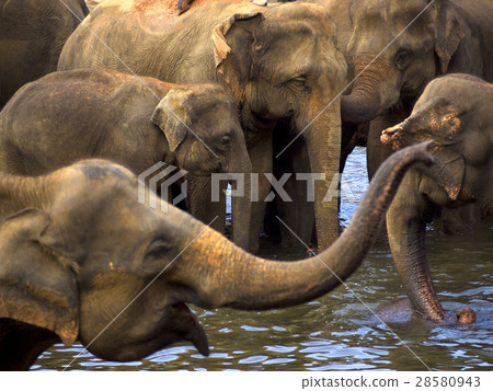 Elephant bathing at the orphanage 28580943