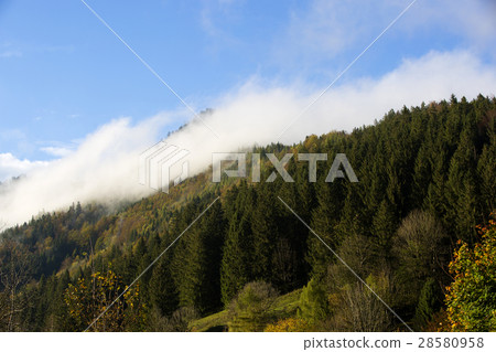 Misty forest in the Bavarian mountains Misty forest in the Bavarian mountains 28580958