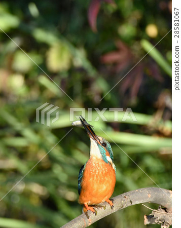 翠鳥的飯 28581067